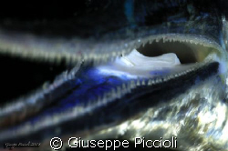 Deep Throat and tongue of a young Belone belone, night fr... by Giuseppe Piccioli 